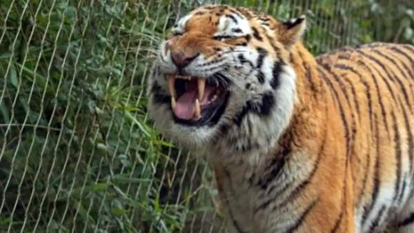 Laughing tiger videos and photos getting viral on social media