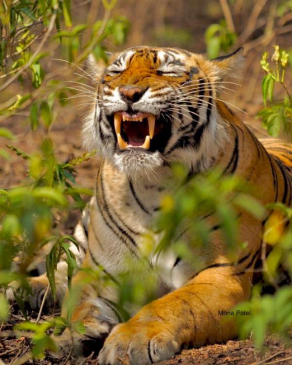 Laughing tiger videos and photos getting viral on social media