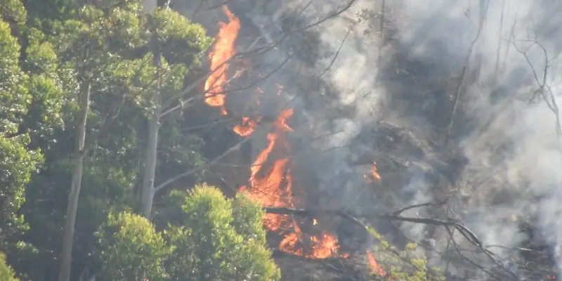 Kodaikanal fire spread in tree and forest areas in getting larger day by day