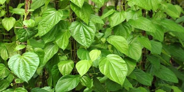 Health Receipe For Betel Benefits In Summer Season